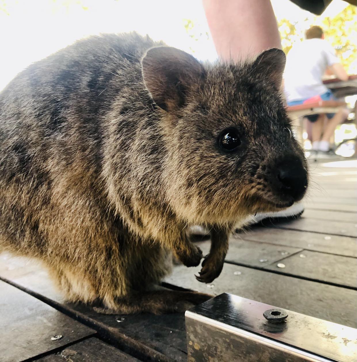 Rottnest Island