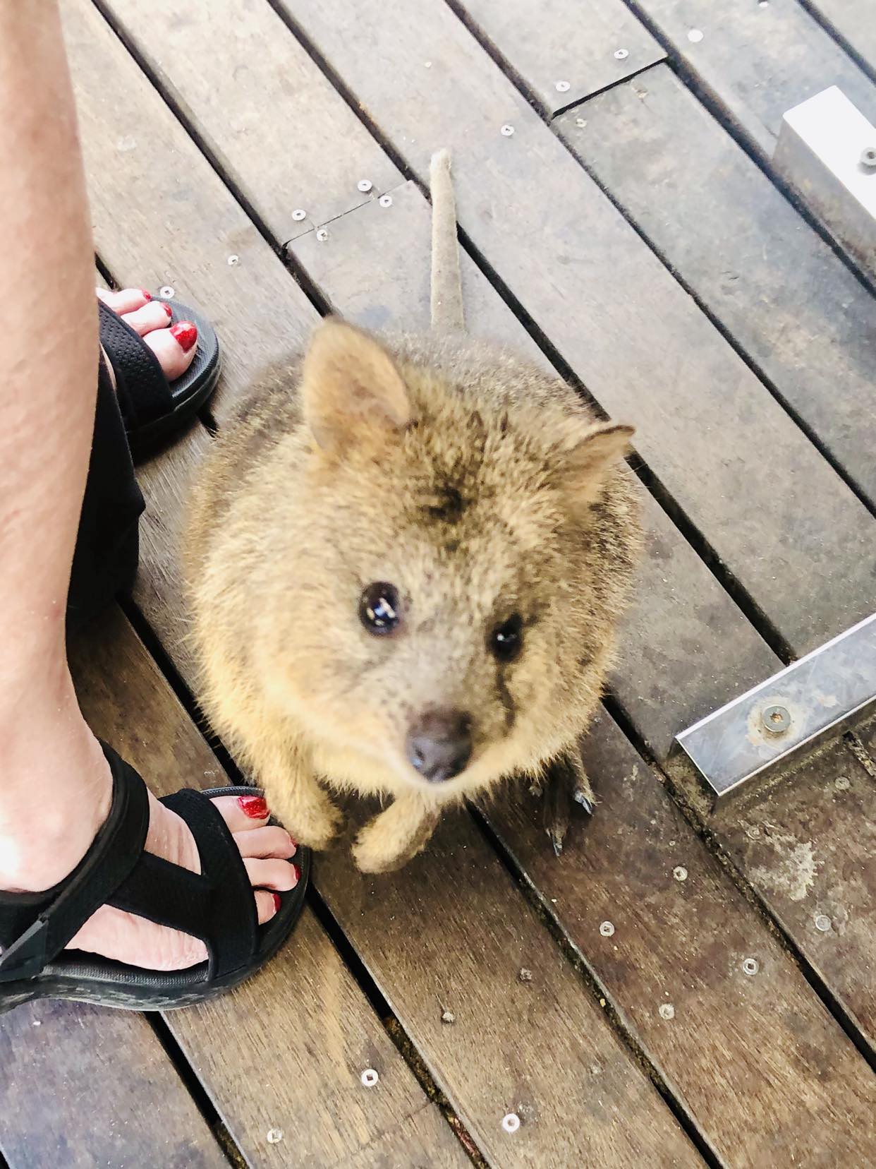 Rottnest Island