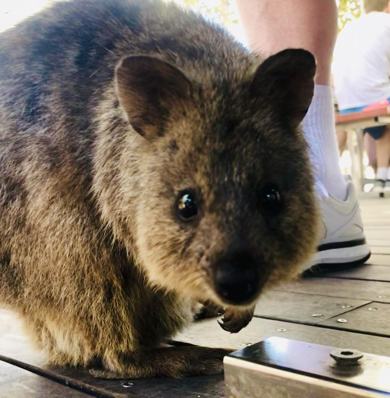 Rottnest Island