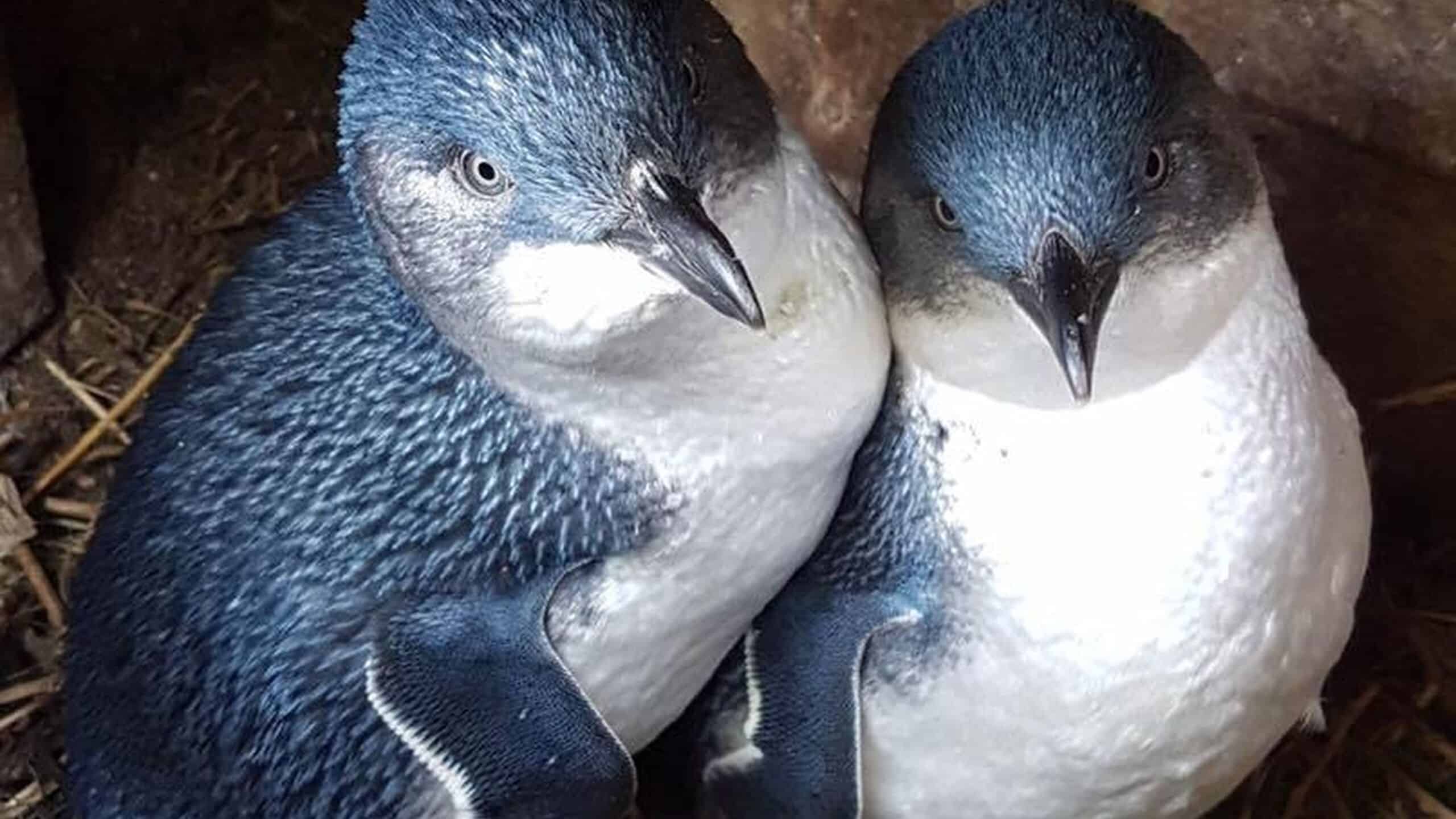 Fairy Penguins