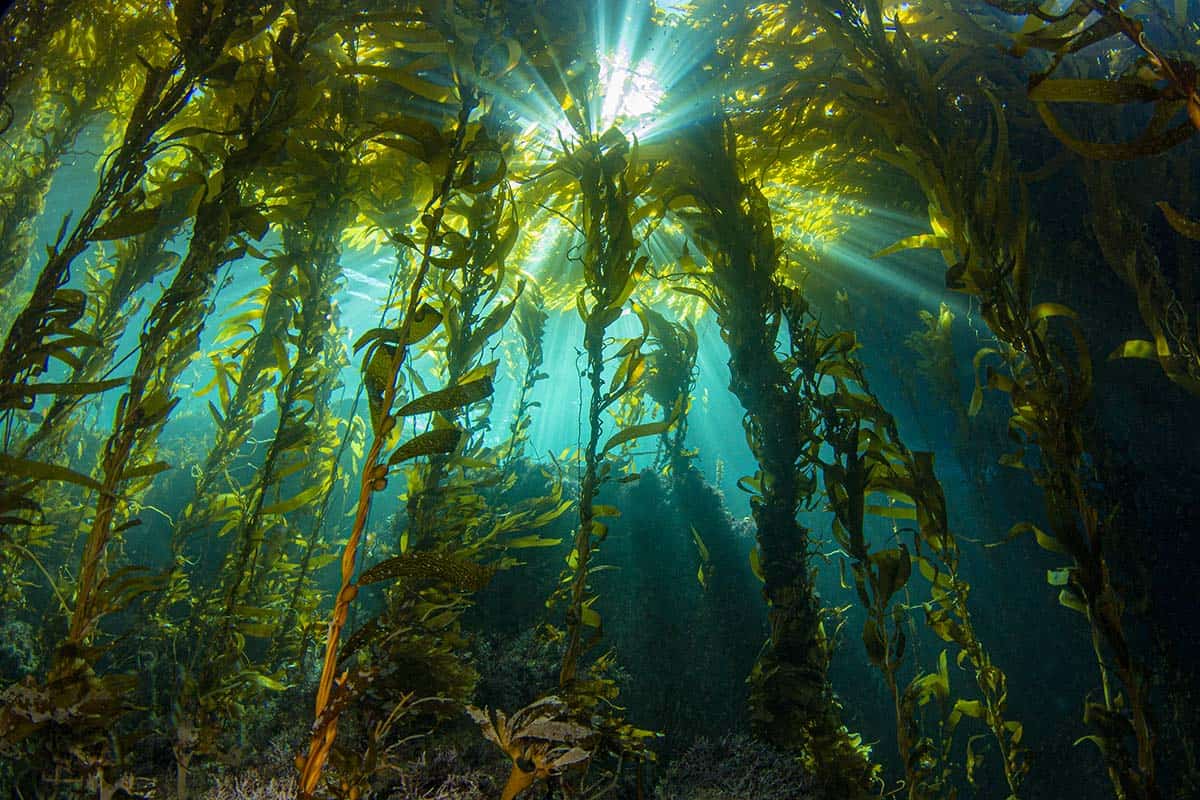 Kelp Forest