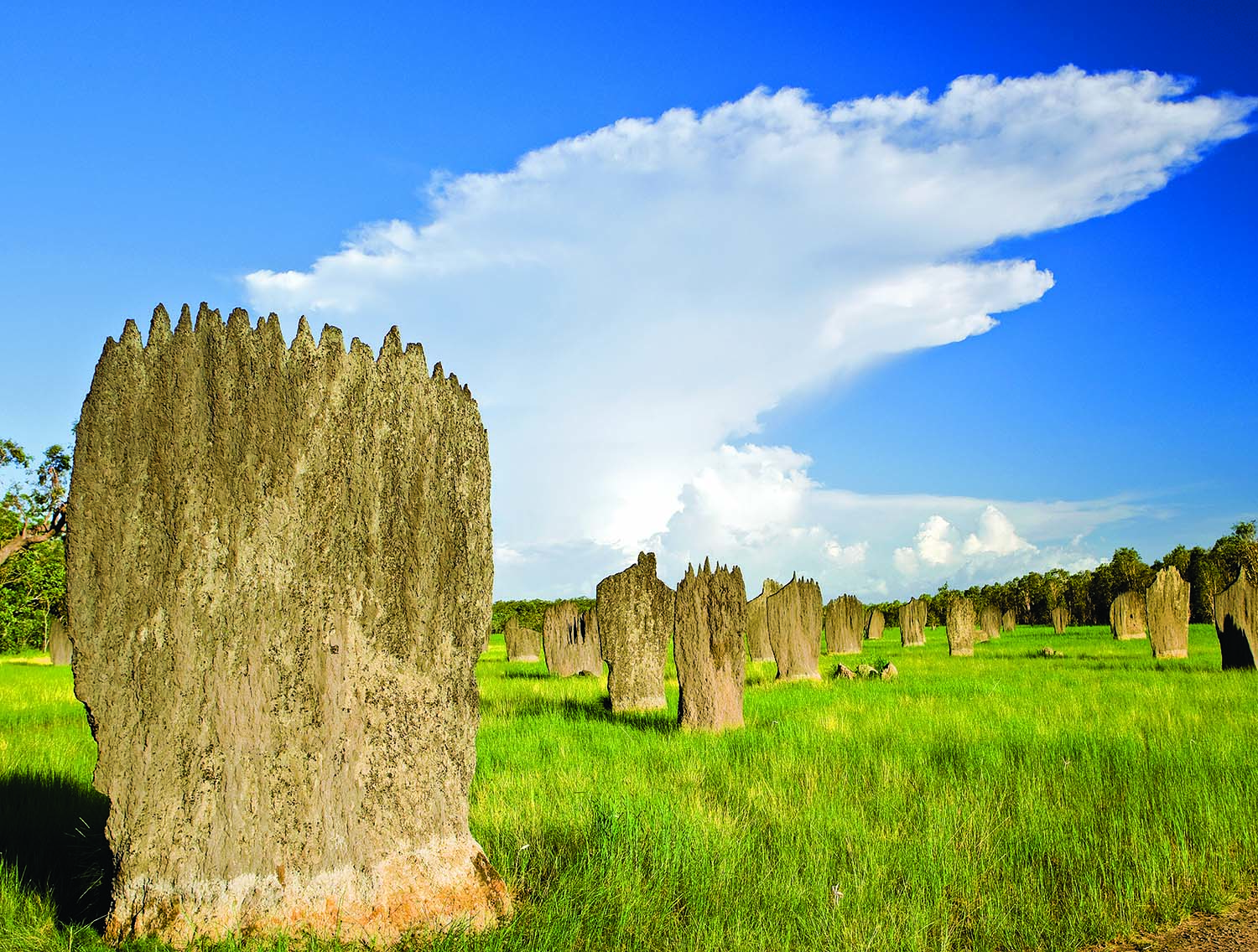 Litchfield Termite Mounds