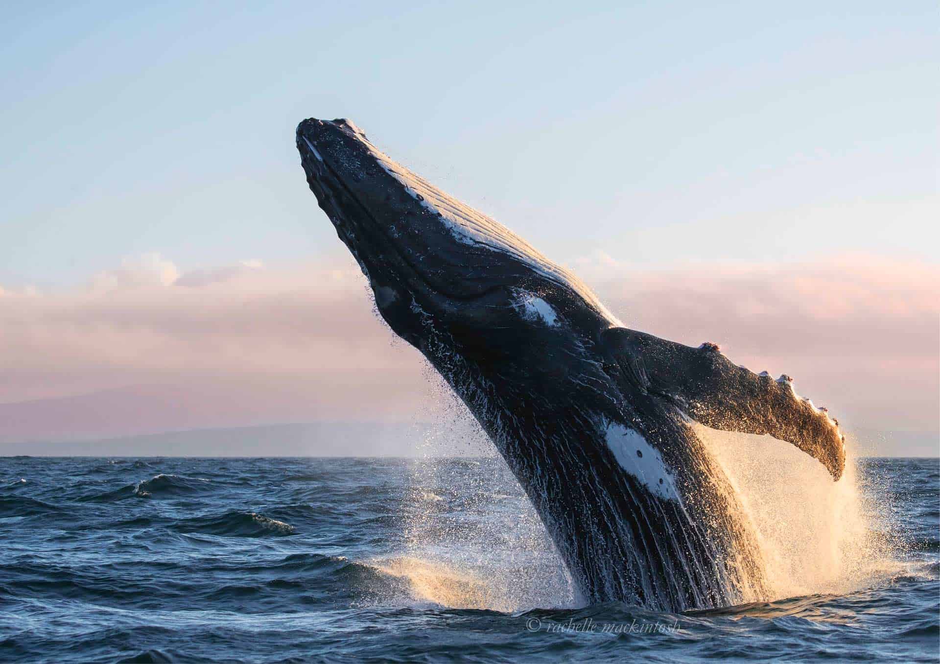 Large male Humpback Whale