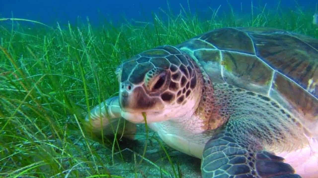 Sea Turtle